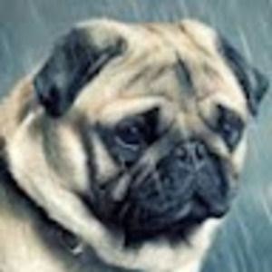 Meet your Posher, Pug